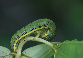 Cloudless Sulphur
caterpillar